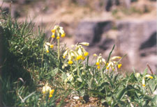 five pits trail 1