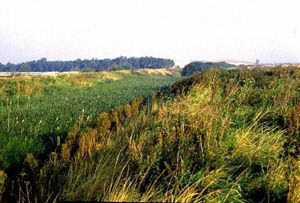 fleetwood marsh 1