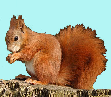 formby red squirrel reserve 1