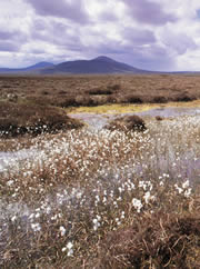 forsinard flows nature reserve 1