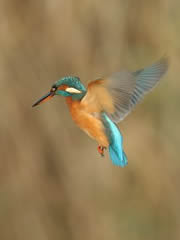 fowlmere nature reserve 1