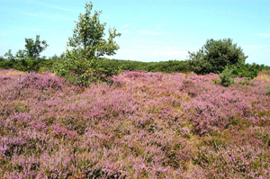 freshfield dune heath 1