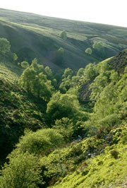 geltsdale nature reserve 1
