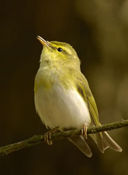 glenborrodale nature reserve 1