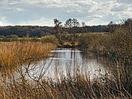 ham wall nature reserve 1