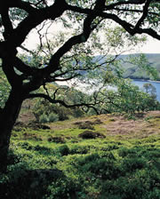 haweswater nature reserve 1