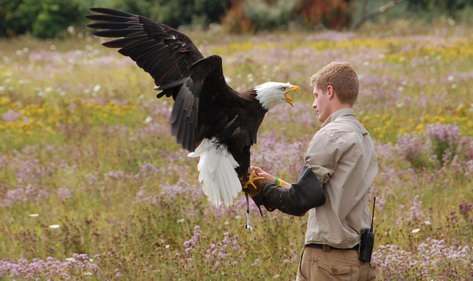 hawk conservancy and country park 1