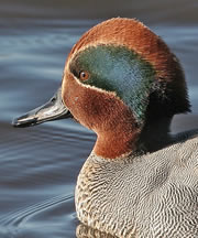 hayle estuary nature reserve 1