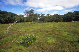 heysham moss nature reserve 1