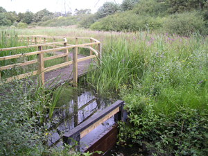 heysham nature reserve 1
