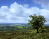 holnicote estate 1