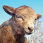 home farm 1