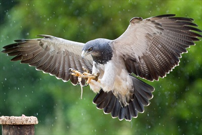 international centre for birds of prey 1