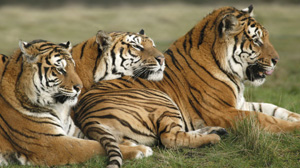 knowsley safari park 1