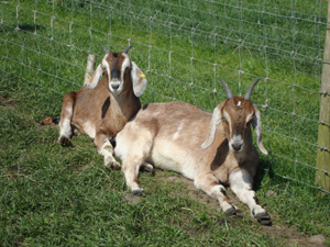 lakeland maze farm park 1