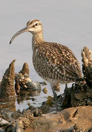 langstone harbour nature reserve 1