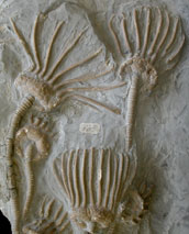 lapworth museum of geology 1