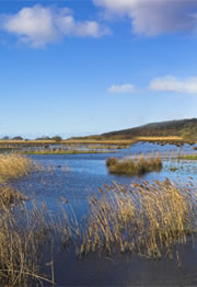 leighton moss nature reserve 1