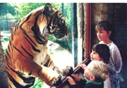 linton zoo 1