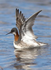 loch na muilne nature reserve 1
