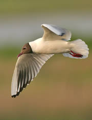 loch of kinnordy nature reserve 1