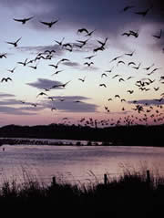 loch of strathbeg nature reserve 1