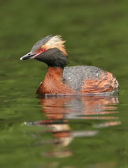 loch ruthven nature reserve 1