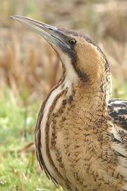 lodmoor nature reserve 1