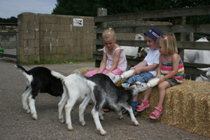 longdown activity farm 1