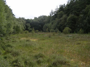 lords lot bog nature reserve 1
