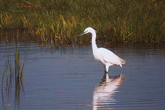 lymington keyhaven nature reserve 1