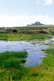 marazion marsh nature reserve 1