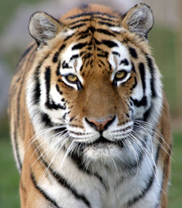 marwell zoological park 1