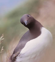 marwick head nature reserve 1
