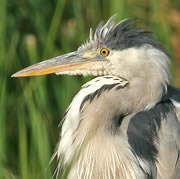 middleton lakes nature reserve 1