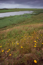 mill dam shapinsay nature reserve 1