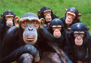 monkey world 1
