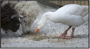mossburn animal centre 1