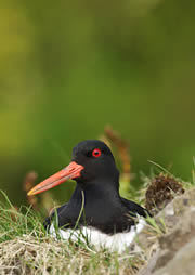 mousa nature reserve 1