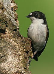 nagshead nature reserve 1