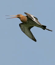 nene washes nature reserve 1