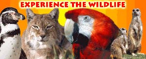 newquay zoo 1