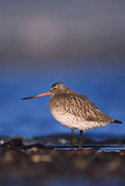 nigg bay nature reserve 1