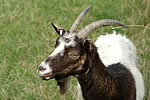 northycote farm and country park 1