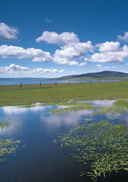 onziebust egilsay nature reserve 1