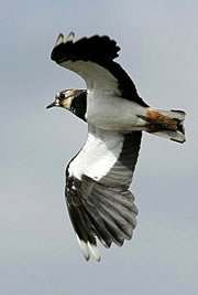 otmoor nature reserve 1