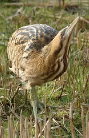 ouse fen nature reserve 1