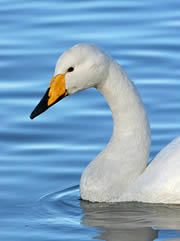 ouse washes nature reserve 1