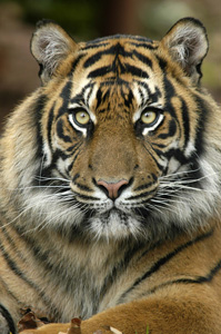paignton zoo 1
