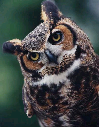 park rose owl sanctuary 1